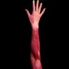 hand muscles red under skin black background yin yoga toning muscle