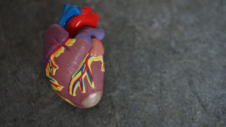model replica of human heart health conditions ariel yoga