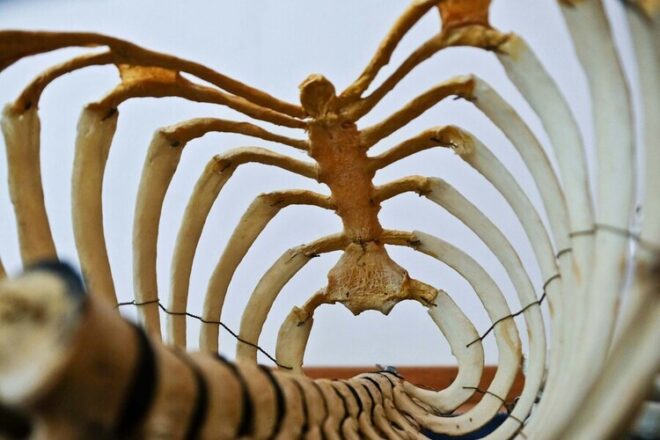 skeleton ribcage force on spine aerial yoga